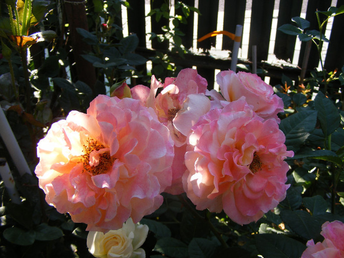 Augusta Luise; Th,(Evers 1999)floare mare,50petale,parfum puternic(8-9din10)h0,7-1,2m
