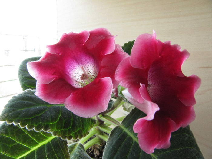 IMG_0075 - gloxinia 2012