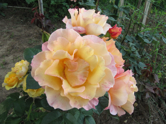 IMG_0081 - trandafiri 2012