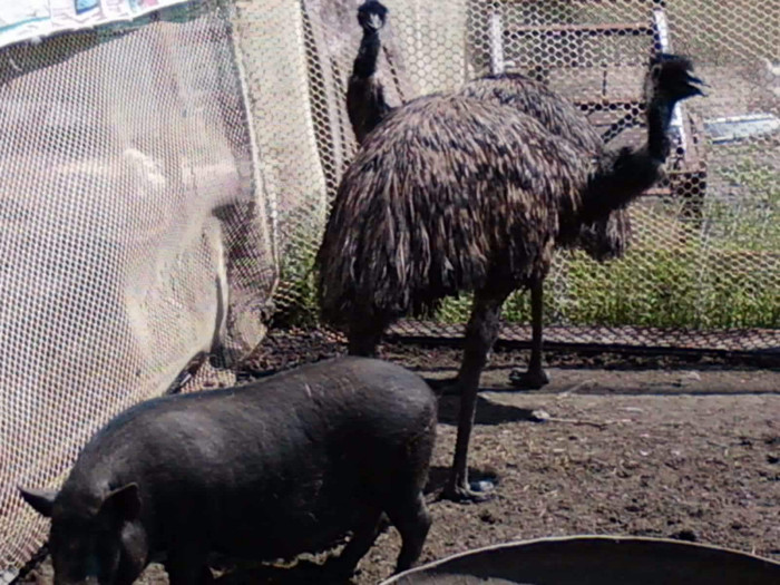 Photo0343 - VAND STRUTI emu auri