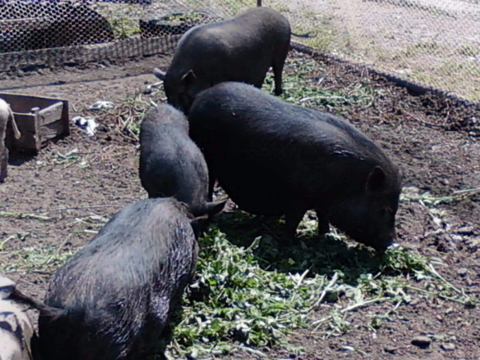 Photo0340 - DE VANZARE porci vietnamez