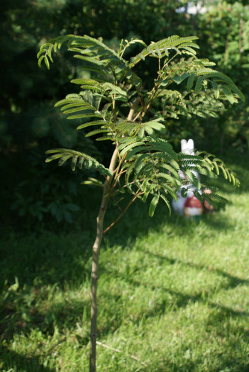 DSC02110 - 01_Gradina_08_06_2012