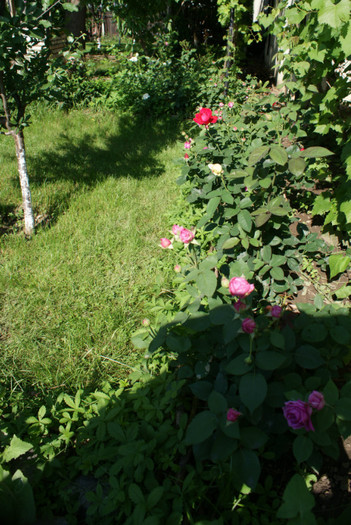 DSC02155 - 01_Gradina_08_06_2012