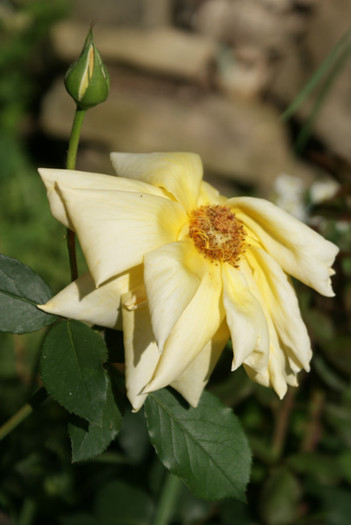 DSC02167 - 01_Gradina_08_06_2012