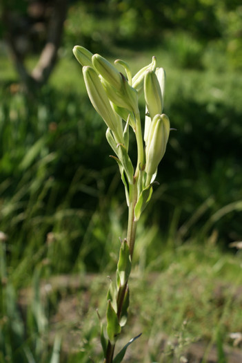 DSC02201 - 01_Gradina_08_06_2012