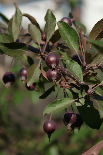 DSC02224 - 01_Gradina_08_06_2012