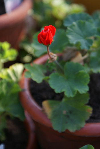 DSC02225 - 01_Gradina_08_06_2012