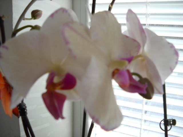 9 iunie - 2012- Orhideea