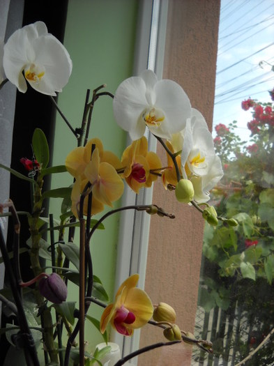 9.06.2012 - 2012- Orhideea