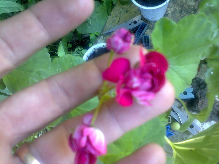 muscata trandafiras