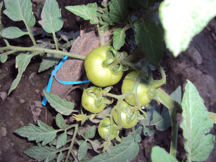 DSC00590 - CURTEA si gradina 2012