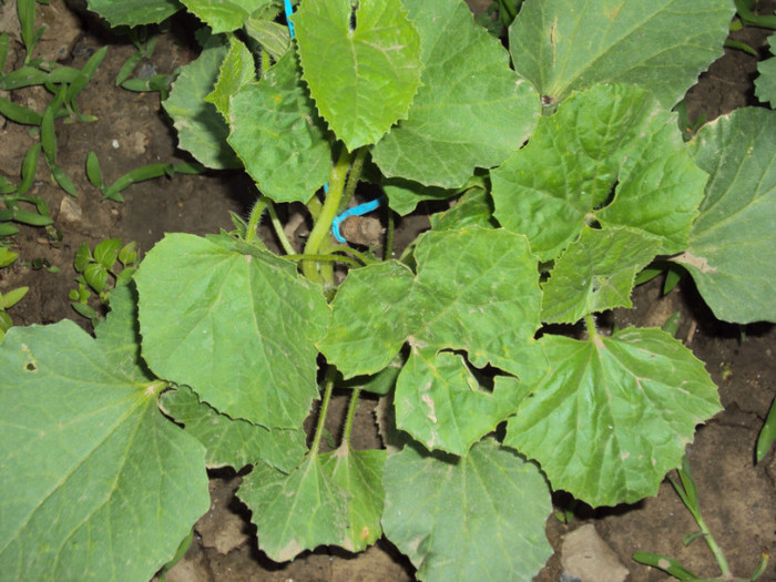 DSC00593 - CURTEA si gradina 2012