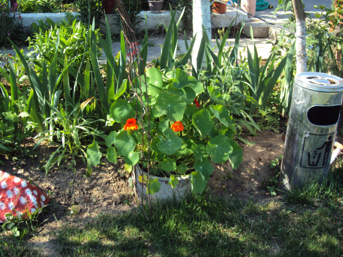 DSC00632 - CURTEA si gradina 2012