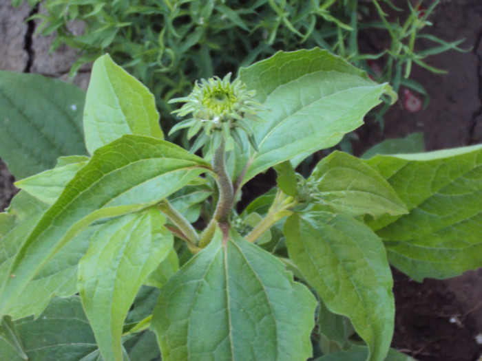 echinaceea roz - CURTEA si gradina 2012