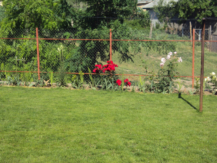 DSC00660 - CURTEA si gradina 2012