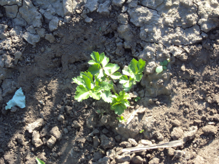 DSC00669 - CURTEA si gradina 2012