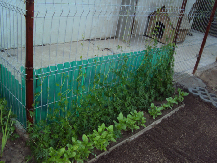 DSC00578