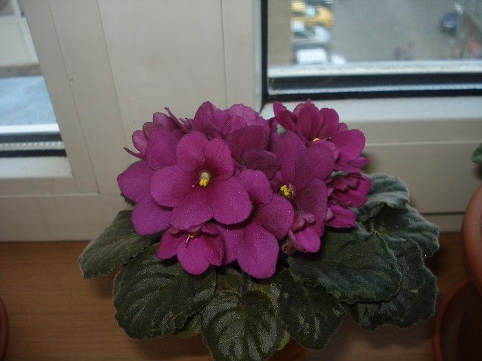 08.06.2012 - flori - violete 2012
