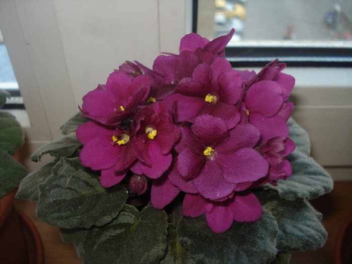 08.06.2012 - flori - violete 2012