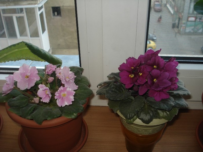 08.06.2012 - flori - violete 2012