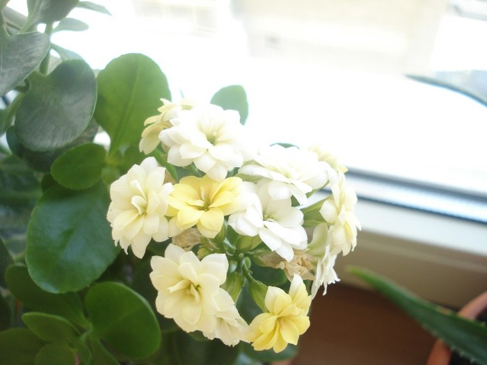 08.06.2012 - kalanchoe  2012