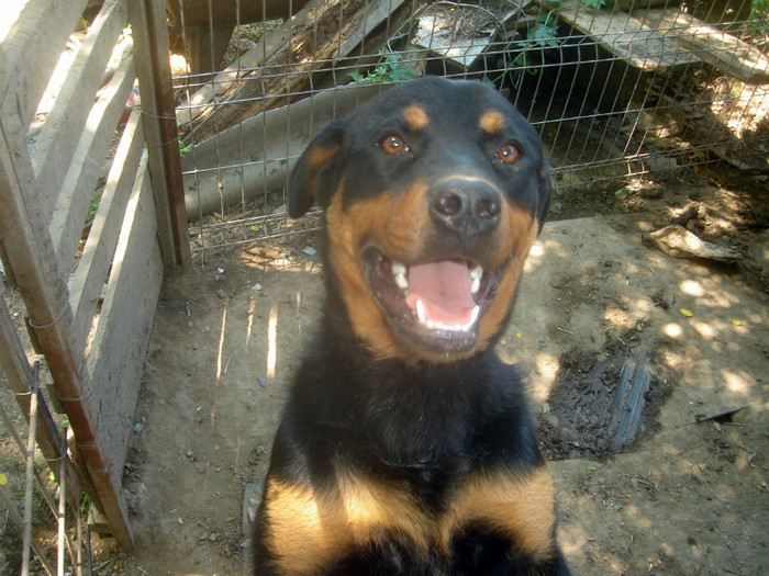 DSC00826 - rottweiler