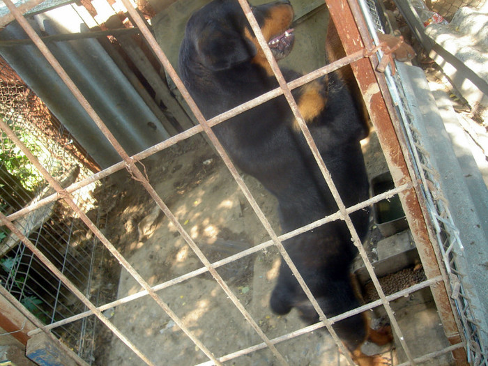  - rottweiler
