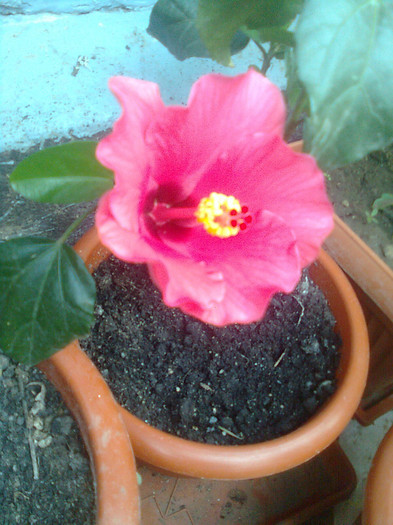 multumesc olguta - hibiscusi 2012