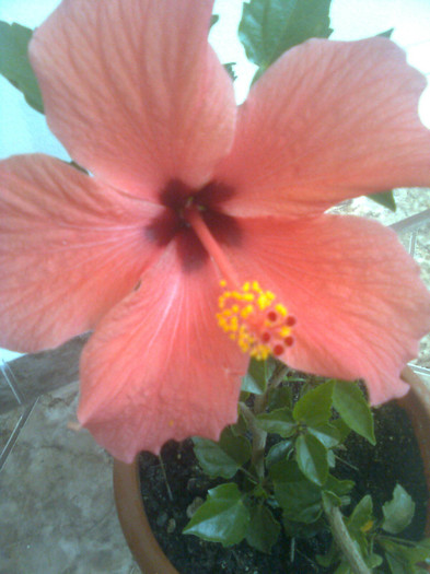 hawai - hibiscusi 2012