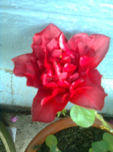 rosu batut - hibiscusi 2012