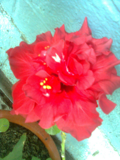 rosu batut - hibiscusi 2012
