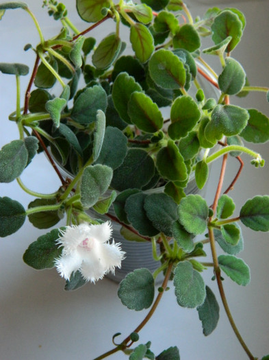 alsobia dianthiflora