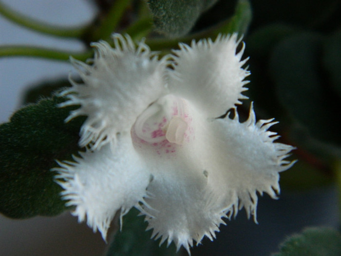 alsobia dianthiflora