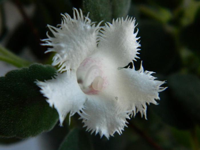 alsobia dianthiflora - ALSOBIA