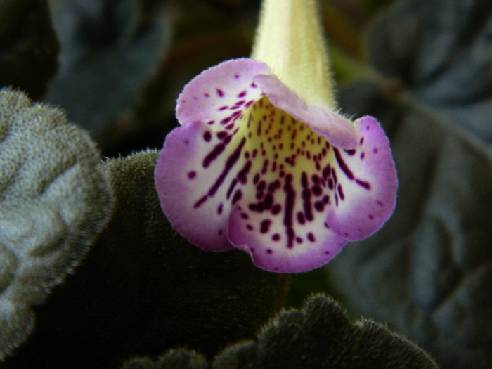 DSCN8519 - alte gesneriaceae 2012