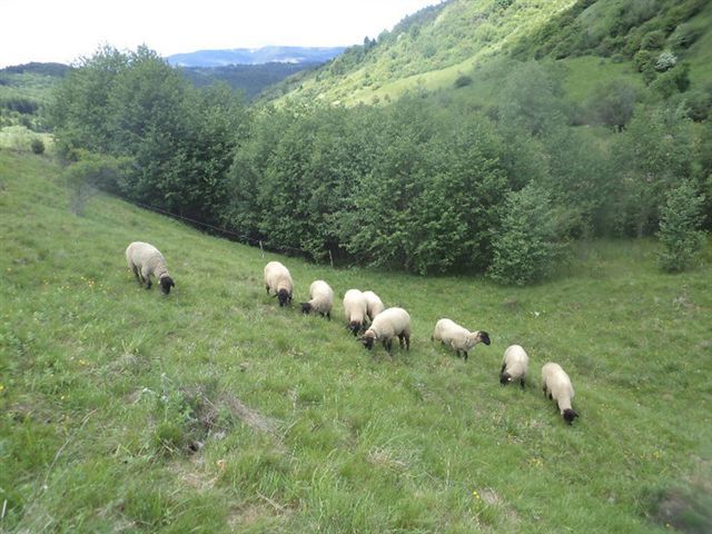 oile suffolk a lui baditza - animale ce am exportat in romania