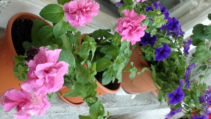 DSC00972 - Petunii   2012