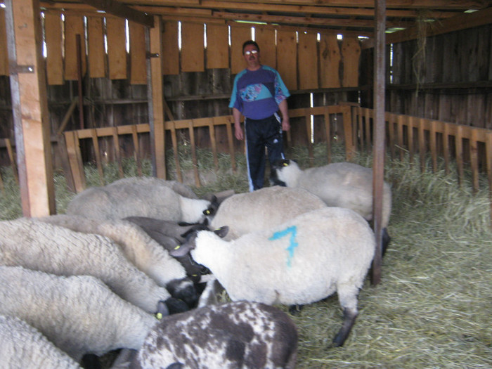 romania-april- 2012 - animale ce am exportat in romania