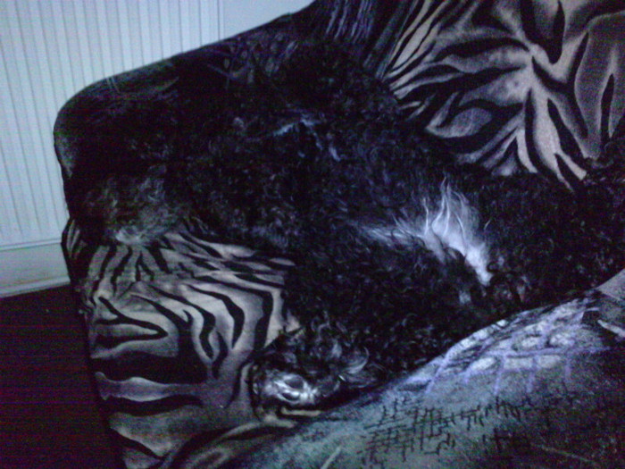 P250111_08.420001 - animalutze