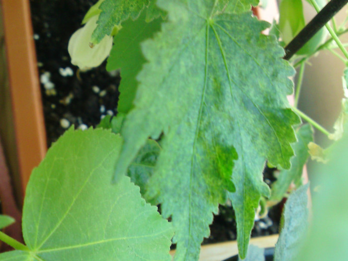 Frunza cu aspect modificat