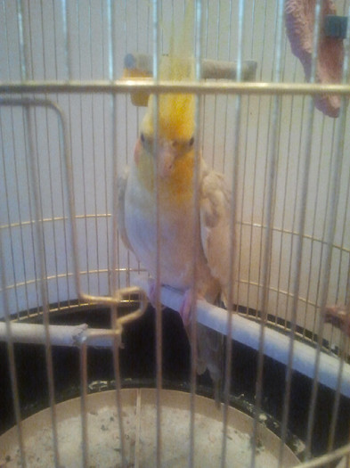 2012-06-09 14.36.11 - papagalul meu yoshi