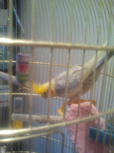 2012-06-09 14.35.31 - papagalul meu yoshi