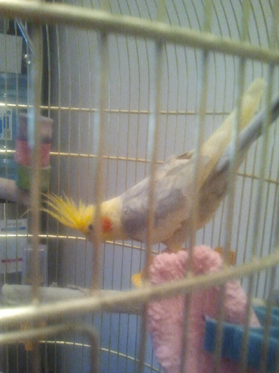 2012-06-09 14.35.18 - papagalul meu yoshi