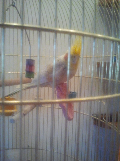 2012-06-09 14.34.51 - papagalul meu yoshi