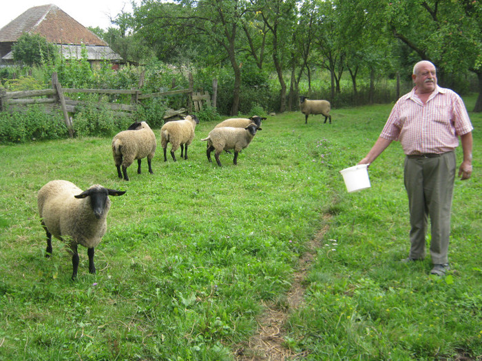 oile mele suffolk cu socrul - animale ce am exportat in romania