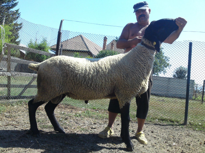 DSC02825 - animale ce am exportat in romania