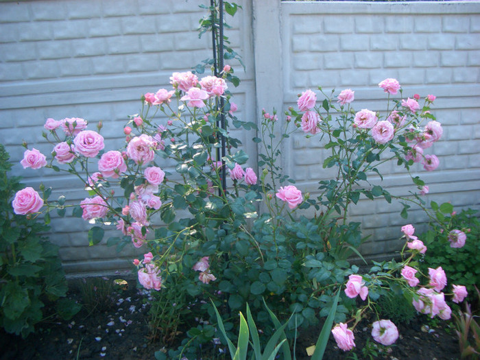Coral Dawn