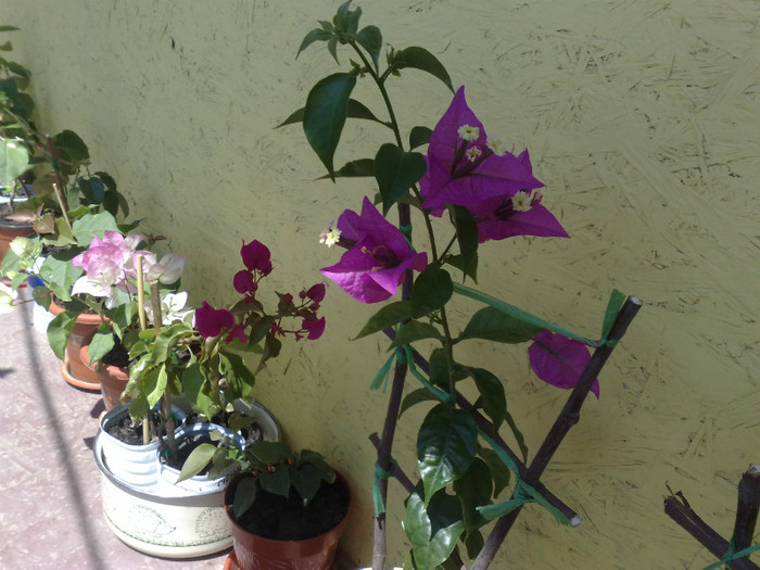 05062012 - BOUGAINVILLEA