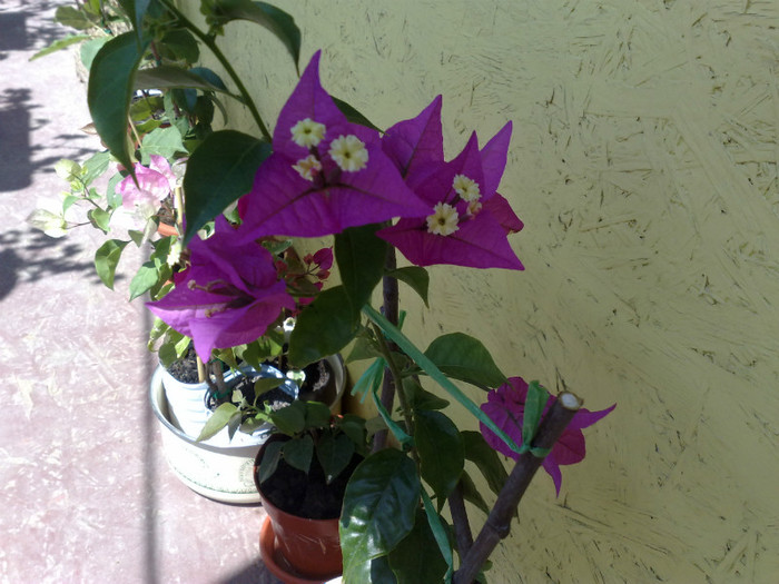 05062012 - BOUGAINVILLEA