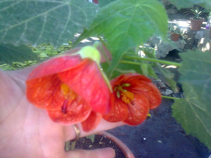  - A-Flori 2012